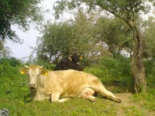 Monte Alto Holiday home